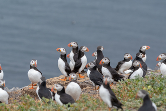 Puffins