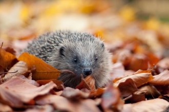 hedgehog