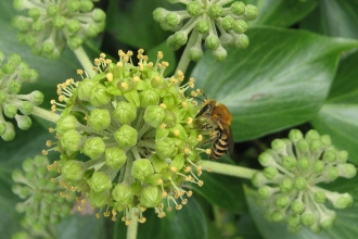 Ivy bee on ivy flower