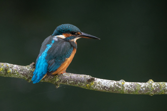 Kingfisher