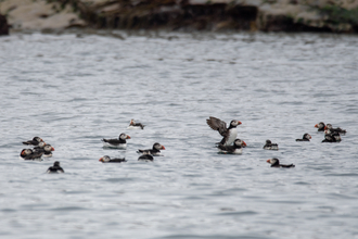 Puffin exclusion zone 