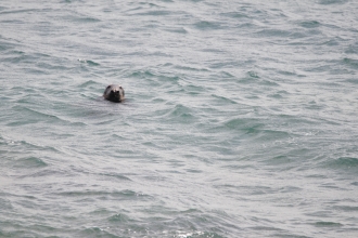 Grey Seal