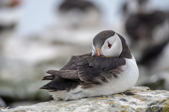 Puffin with beak tucked