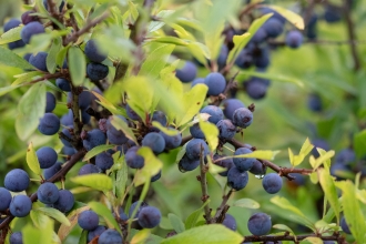 Sloes