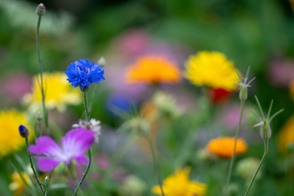 Summer flowers