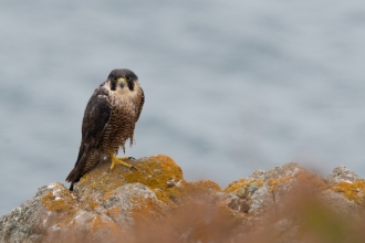 Peregrine falcon