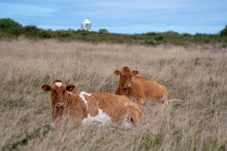 Conservation herd by the coast