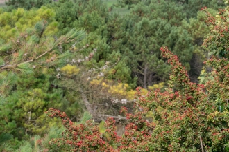 Community woodland - hawthorn and conifers 