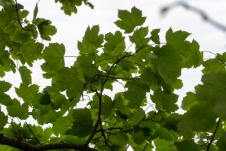Sycamore leaves from below