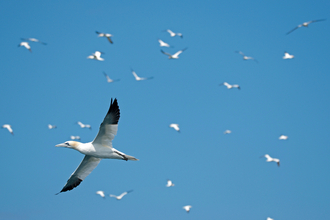 Gannets flying