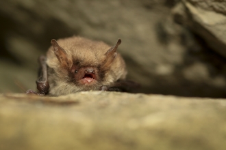 Natterer's Bat - photo taken under license 