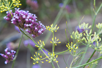 Wild garden flowers 