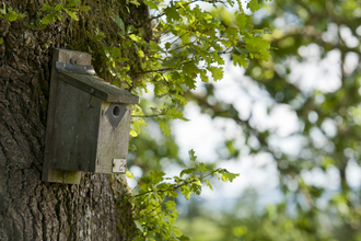 bird box on oak tree