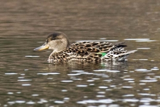 Female Teal, Longis