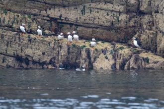 Puffins in a row on the rocks on Burhou