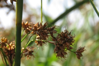 Great fen sedge