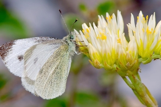 Southern Small White