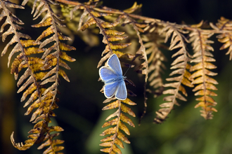 common blue butterfly