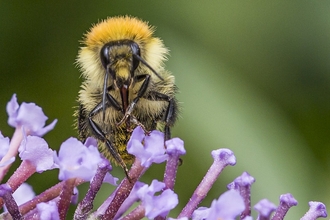 Bumblebee on buddlia