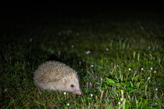 Blonde hedgehog in daisies