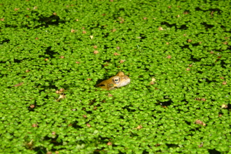 frog in weed