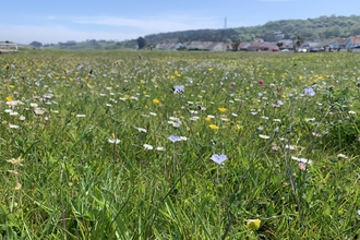 Braye common wildflowers
