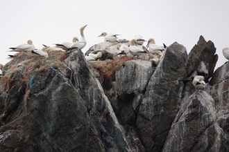 Gannets on LE