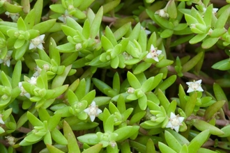 NZ pygmyweed