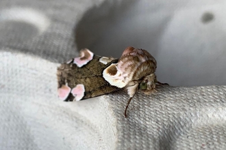 peach blossom moth