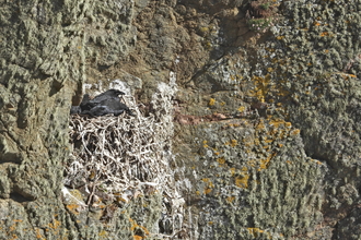 Young ravens