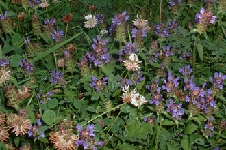 self heal