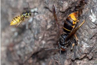 Asian hornet compared with wasp