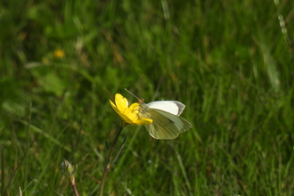 Large White Butterfly