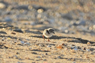 Ringed Plover