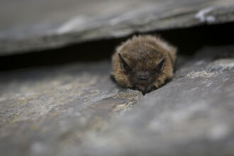 Common Pipistrelle - Tom Marshall