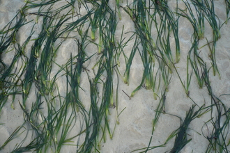 Eelgrass - Dr Mel BA