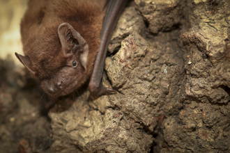 Common Noctule Bat (cred Tom Marshall)