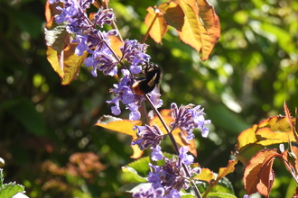 Red-Tailed Bumblebee (cred AWT Volunteer)