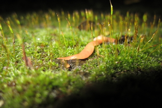 Australian flatworm (Australoplana sanguinea)