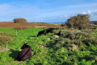 Herd of grazing cows in a field in Alderney