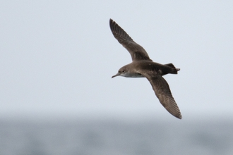 Balearic Shearwater (Chris Gomersall/2020VISION)