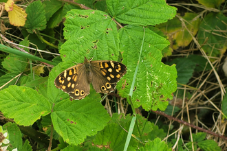 Speckled Wood