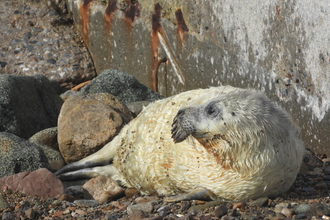 Seal Pup - AWT Staff