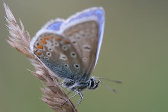 Common Blue butterfly