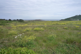 Longis Common in summer