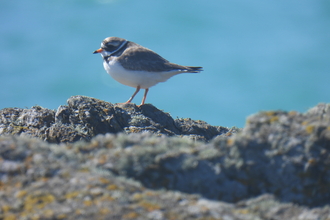 Female Ringed Plover