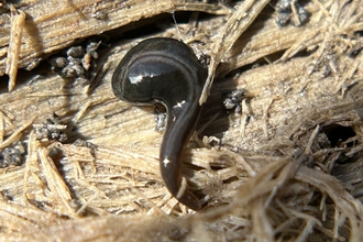 Parakontikia ventrolineata flatworm