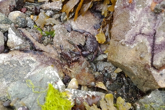 Crab survey