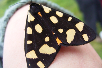 cream spot tiger