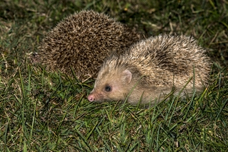 Hedgehog